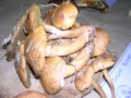 SUILLUS BOVINUS